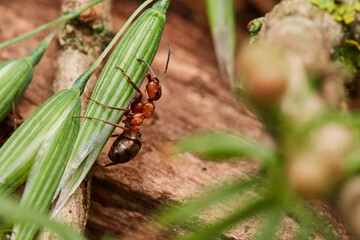 Macro of red wood ant ,,Formica rufa,, in natural environment, danube forest, Slovakia, Europe