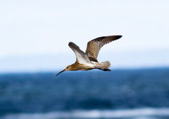 Curlew over sea