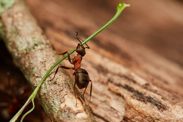 Macro of red wood ant ,,Formica rufa,, in natural environment, danube forest, Slovakia, Europe
