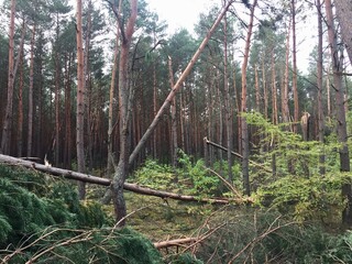 po trąbie , wyrwane i połamane drzewa , po wichurze , straty po wichurze , straty po trąbie powietrznej , wichura zniszczyła las , wichura w Polsce , ,potężna wichura łamiąca drzewa ,połamane drzewa  © Szymon