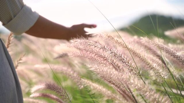 Slow motion of woman hand touching organic wheat flower in countryside or farm background, spring summer and travel concept