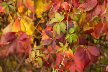 Naklejka na ściany i meble Autumn colorful leaves background, texture. Beautiful Fall ivy leaves on wall
