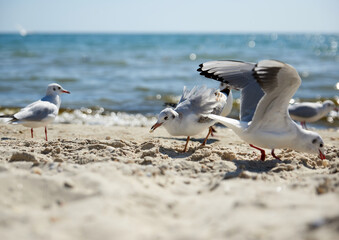 seagulls on the sandy shore of the Black Sea on a summer day