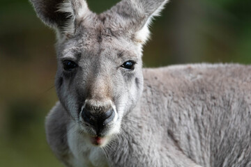 portrait of a kangaroo