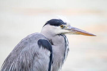 great blue heron
