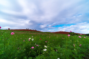 landscape with flowers