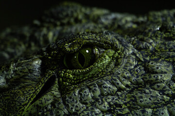 Close up of crocodile