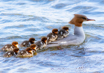 Goosander with kids