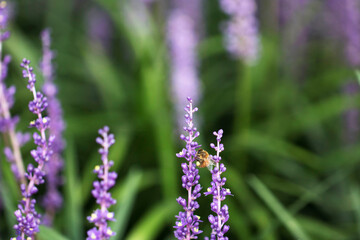 Beautiful Big blue lilyturf in the field
