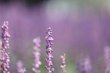 Beautiful Big blue lilyturf in the field

