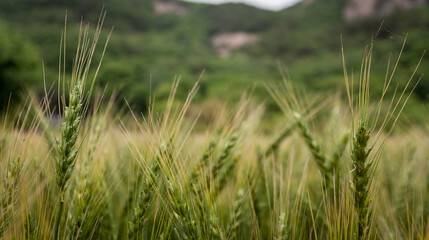 cereal field in a south korean natural park