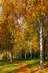 Gold autumn. Birch grove in Moscow park, Russia
