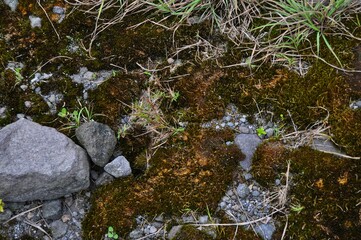 moss covered rocks