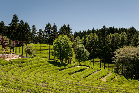 Boseong Green Tea Field Plantation