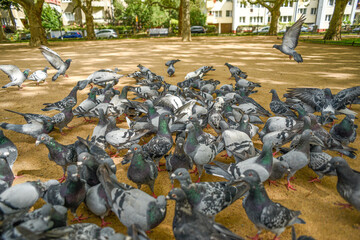 .Pigeons in the park looking for food.