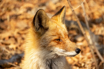 A fox among dry autumn grass at Cape Tobizin on Russian Island in Vladivostok.