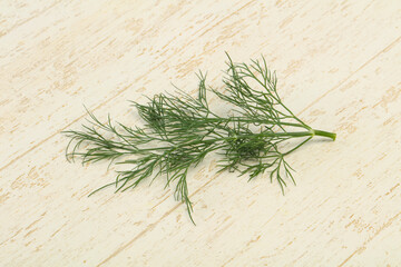 Fresh green dill herb branch