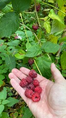 raspberries in hands