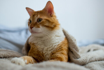 The ginger cat sleeps in a white fluffy blanket. The ginger kitten is resting. A cozy home, autumn mood, a fluffy cat. Sleeping ginger cat. Fluffy pet comfortably settled to sleep.