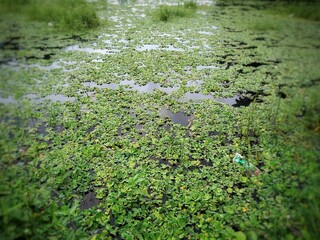 Pond covered by water hyacinth