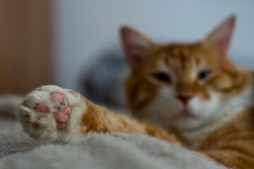 The ginger cat sleeps in a white fluffy blanket. The ginger kitten is resting. A cozy home, autumn mood, a fluffy cat. Sleeping ginger cat. Fluffy pet comfortably settled to sleep.