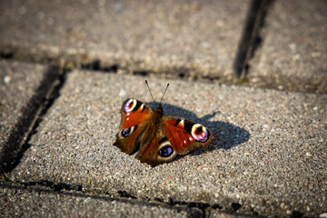 Fototapeta na wymiar butterfly on the concrete gray city sidewalk in closeup