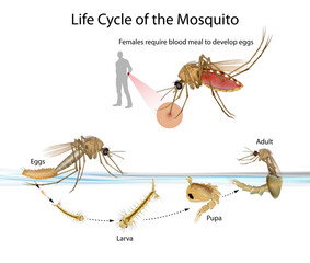 Mosquito go through four distinct stages during their life cycle