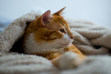 The ginger cat sleeps in a white fluffy blanket. The ginger kitten is resting. A cozy home, autumn mood, a fluffy cat. Sleeping ginger cat. Fluffy pet comfortably settled to sleep.