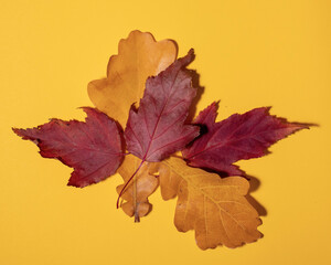 Autumn colorful leaves on yellow background, flat lay, copy space, top view, layout