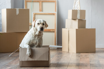 cute labrador dog sitting in cardboard box in new house, moving concept