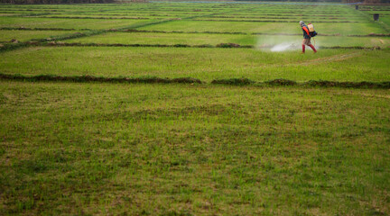 farmer spraying pesticide in the rice field