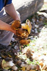 Porcini mushrooms in hand of mushroom picker in forest at fall season