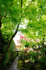 大徳寺黄梅院の中庭