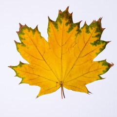 One yellow dry fallen maple leaf on white background, top view, close-up, copy space.