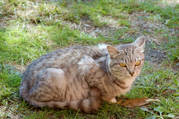 Naklejka na ściany i meble Gray cat on the country lawn in the sunlight on the background of green grass.