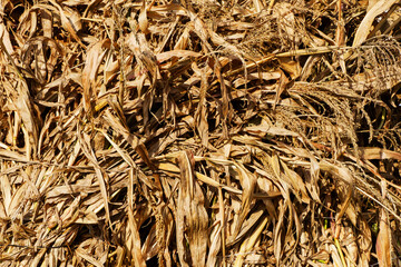 Golden corn tops after harvesting under the sun, spread out for drying.