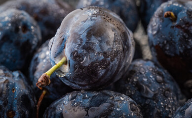 Wet Ripe Plums covered with water drops, closeup