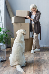 smiling senior woman folding cardboard boxes and looking at dog, moving concept