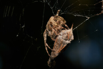 Garden spider with prey in summer morning, Danube forest, Slovakia, Europe