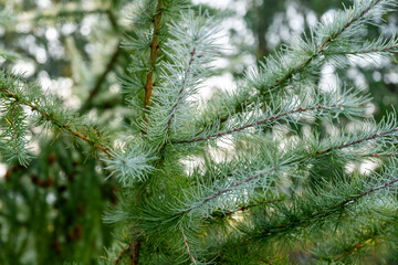 Background from a branch of larch in early morning