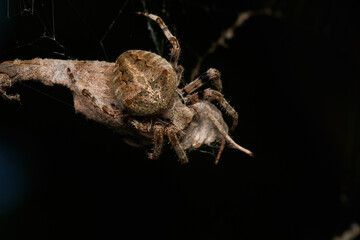 Garden spider with prey in summer morning, Danube forest, Slovakia, Europe