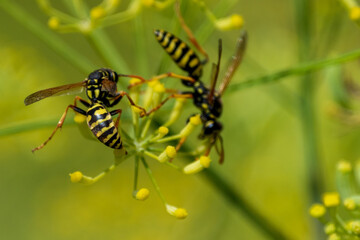 wasps on flower