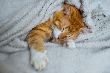 The ginger cat sleeps in a white fluffy blanket. The ginger kitten is resting. A cozy home, autumn mood, a fluffy cat. Sleeping ginger cat. Fluffy pet comfortably settled to sleep.