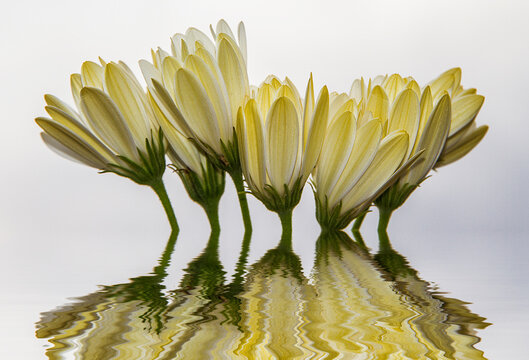 Flores Blancas Reflejadas En El Agua