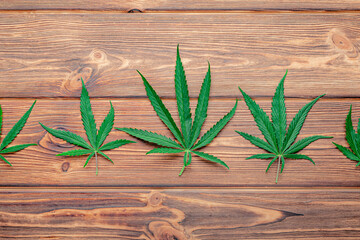 Cannabis leaf Weed ganja green hemp leaves on dark brown wooden background. Medical marijuana plant...