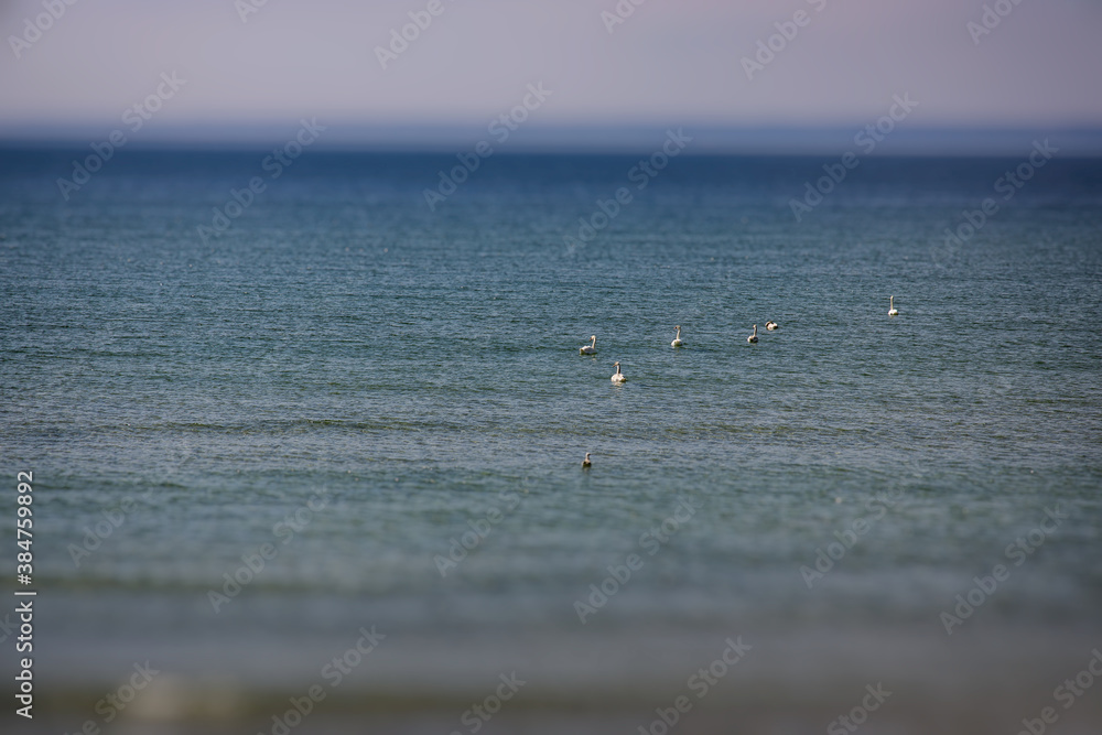 Wall mural calm holiday landscape from the polish baltic sea with seagulls on the water