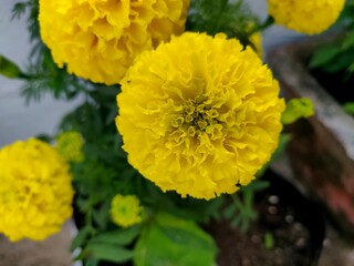 Beautiful yellow Marigold flower, Tagetes is a genus of annual or perennial, mostly herbaceous plants in the sunflower family.