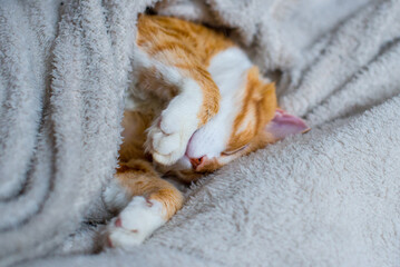 The ginger cat sleeps in a white fluffy blanket. The ginger kitten is resting. A cozy home, autumn mood, a fluffy cat. Sleeping ginger cat. Fluffy pet comfortably settled to sleep.