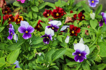 Wild pansies, viola tricolor, also known as johnny jump up.