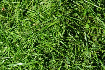 Fresh mown green grass background, closeup